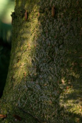 Abies pinsapo 'Argentea' - jedle španělská - borka